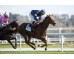  Carrera: P.Hipotur Monta: R.Sousa Caballo: Bertiz